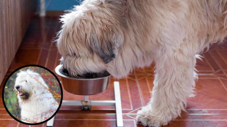 Alimento para perros pastor del sur de Rusia