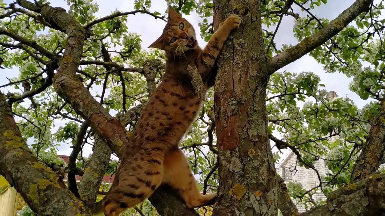 gato sokoke en el árbol alimento para gatos sokoke