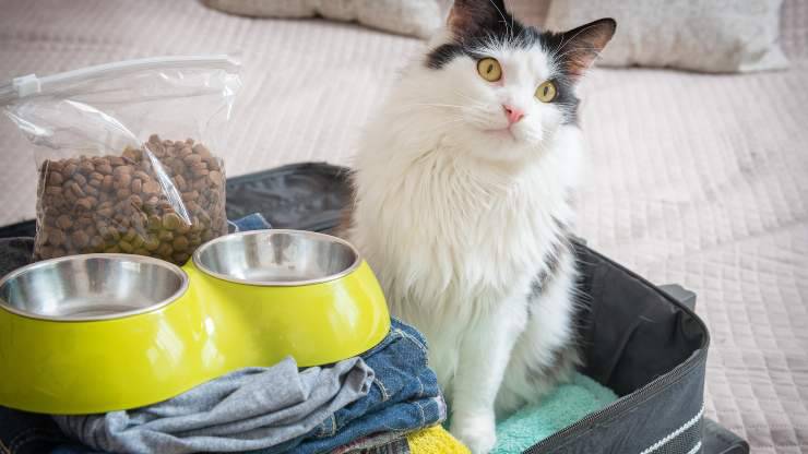 como alimentar al gato antes de salir