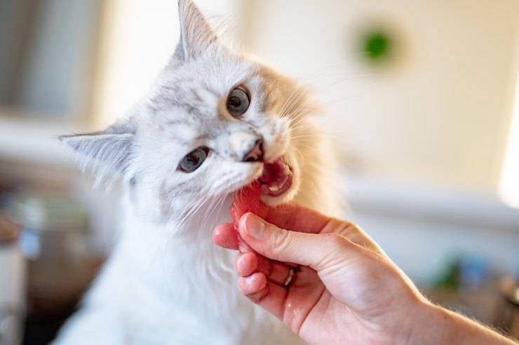 Alimentos que ayudan a la digestión de tu gato Alimentos que ayudan a la digestión de tu gato