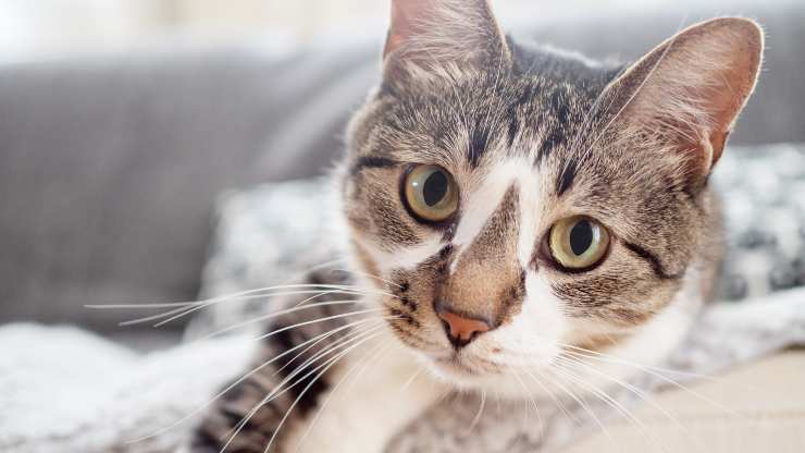 gato anisocoria