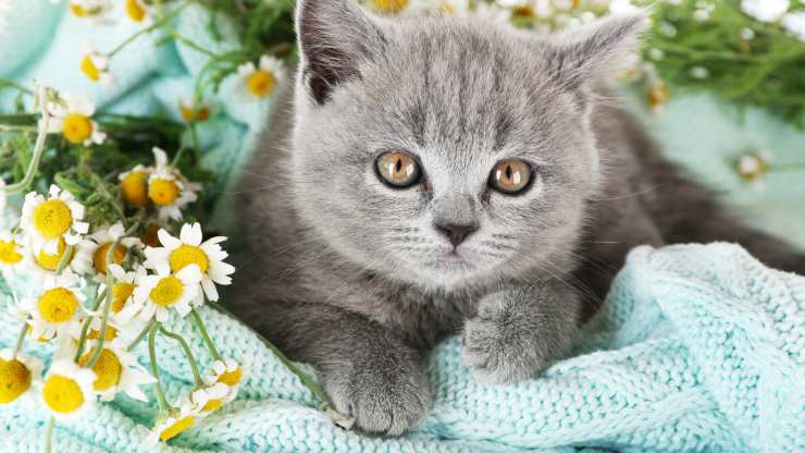 Cuáles son los remedios naturales contra las infecciones en el gato Antibióticos naturales para gatos.