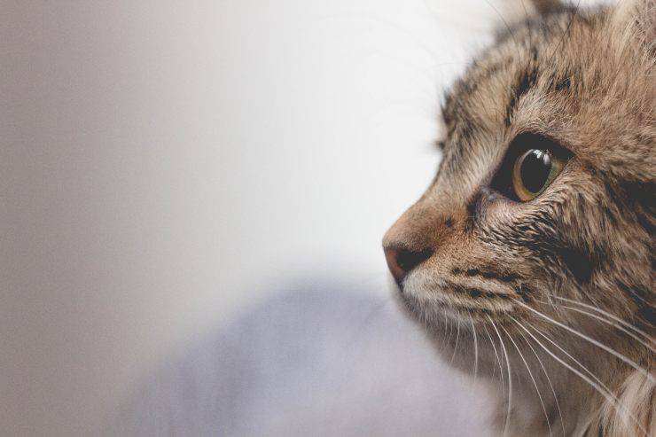 Artículos para el hogar que asustan a los gatos Artículos para el hogar que asustan a los gatos