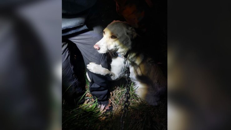 Atado A Un Alambre De Púas Perro Abandonado Abraza A Su Salvador