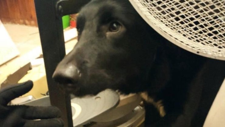 bicicleta estática para perros génova