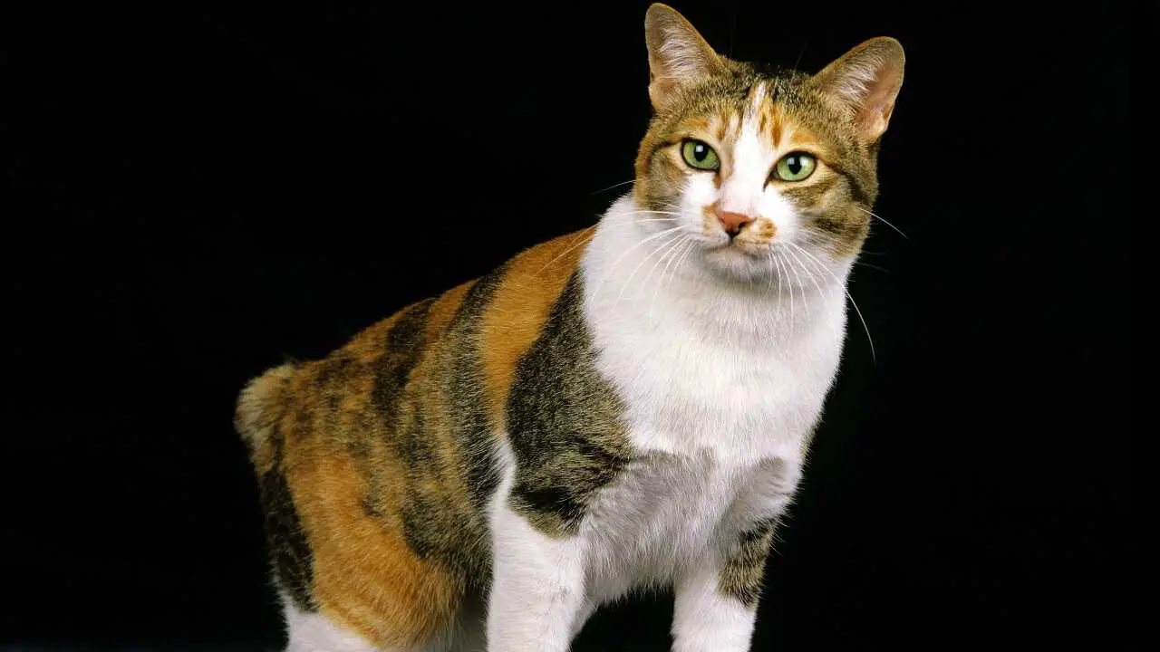 bobtail coreano
