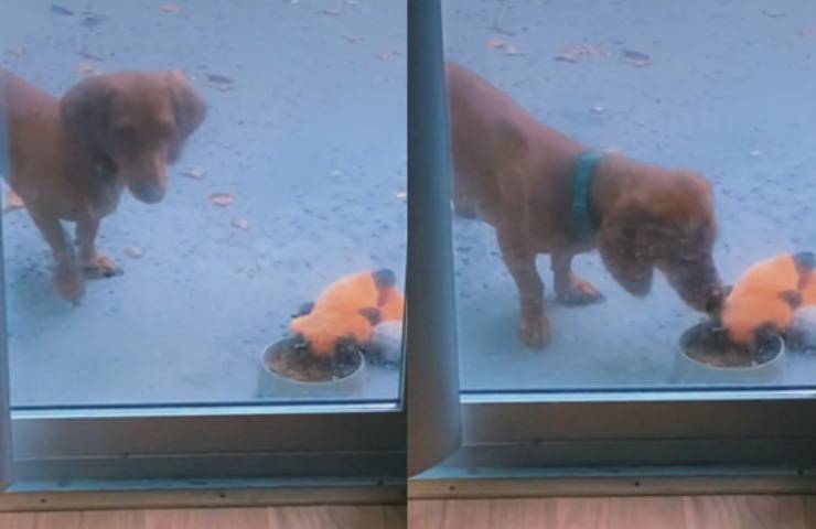 perro salchicha come oso de peluche
