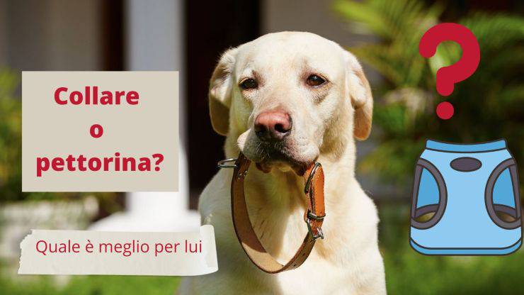 Collar o arnés: cuál es mejor para nuestro perro