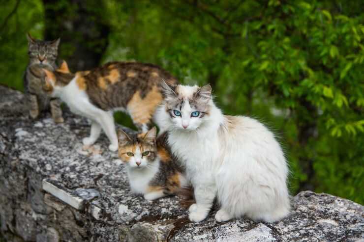 Gatos en un muro de piedra Colonias de gatos en Molise