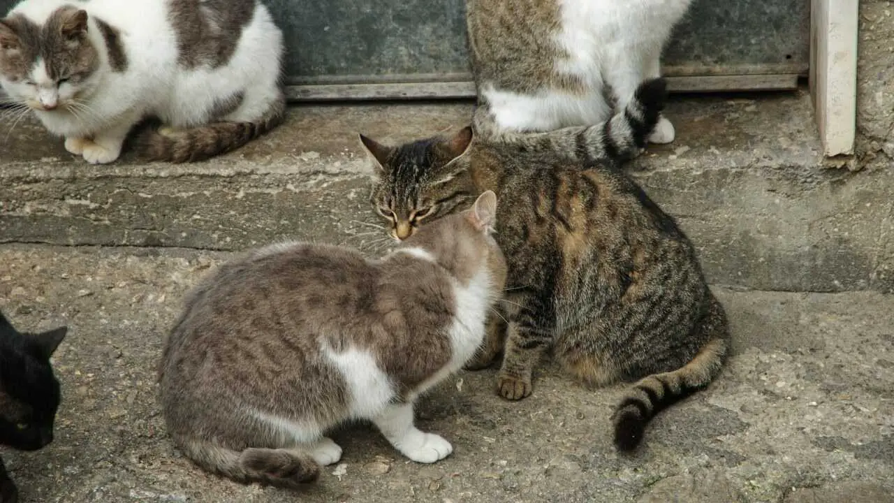 Colonia felina Colonias felinas en Emilia Romagna