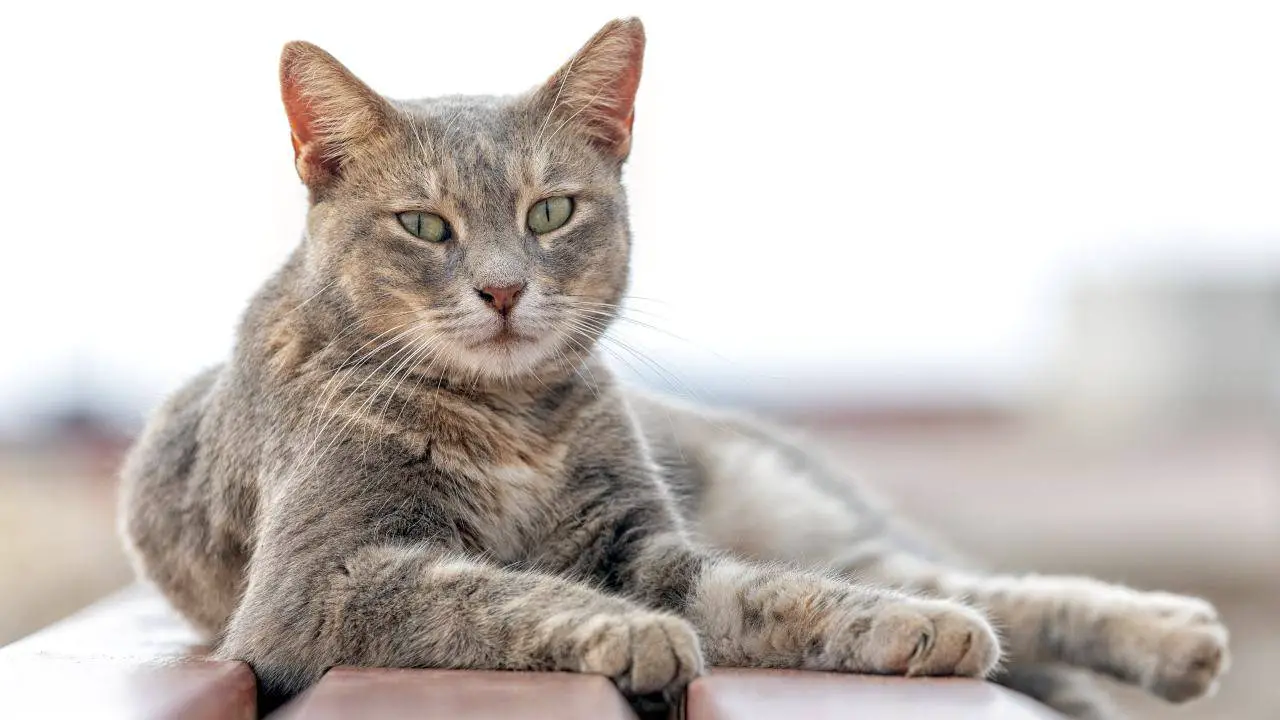 Gato acostado en un banco Colonias de gatos en Lazio