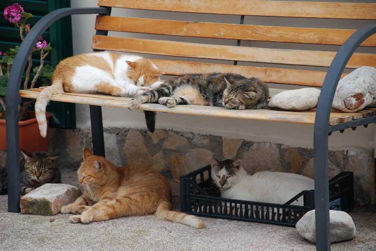Una colonia de gatos encima y debajo de un banco Colonias felinas en Sicilia