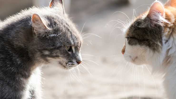 Cómo detener la agresión territorial del gato.