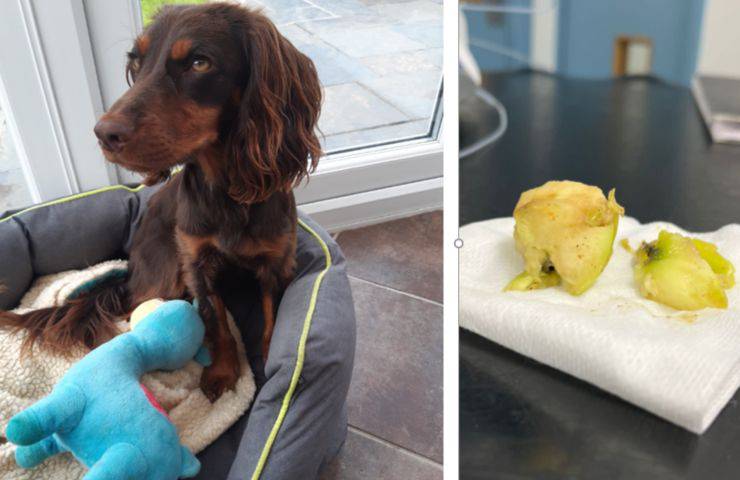 Perrito Hebe Apple asfixiante