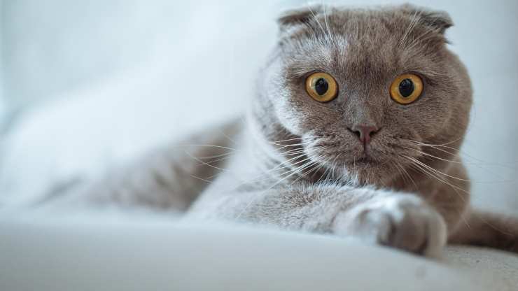 como calmar a un gato asustado