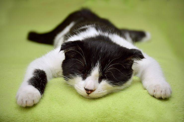 Cómo cansar al gato Cómo cansar al gato