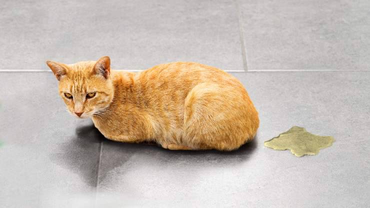 eliminar la orina de gato en el suelo