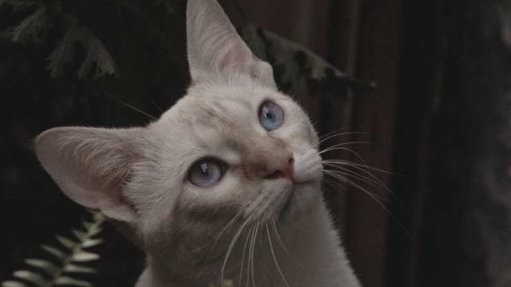 Cómo el gato trata de llamar la atención