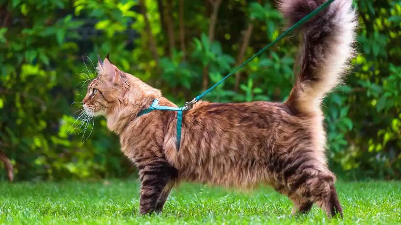 Maine Coon con correa Cómo elegir la correa para el gato