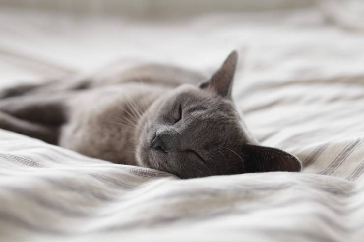 Cómo entender si el gato está soñando Cómo entender si el gato está soñando
