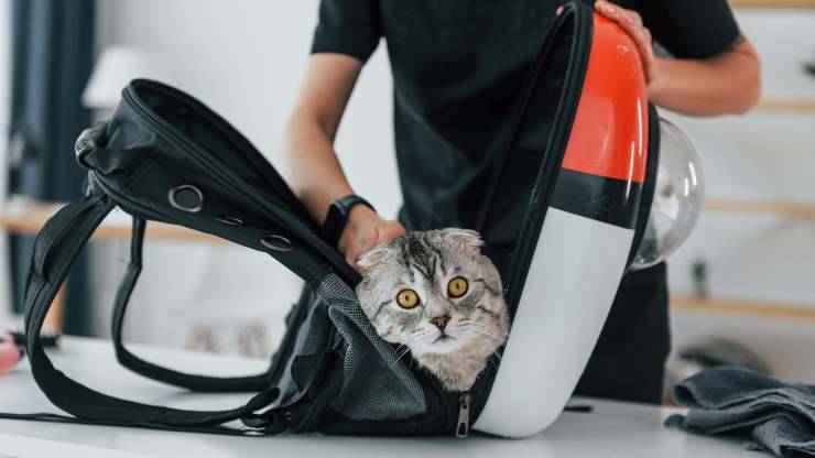 Cómo entrenar a tu gato con mochila