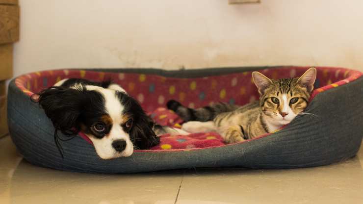 evitar que el gato orine en la cama