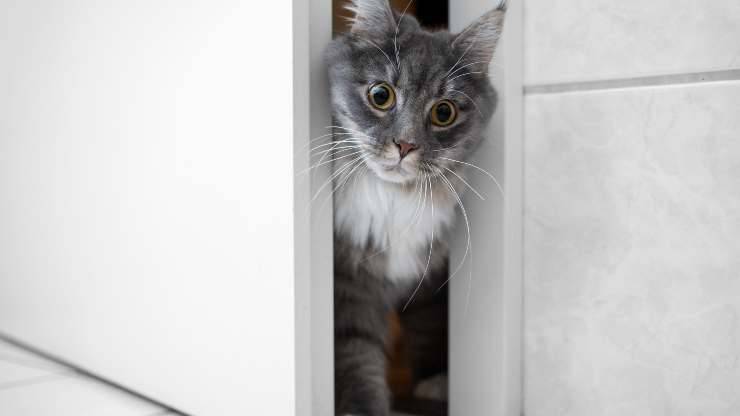 Cómo evitar que los gatos abran puertas