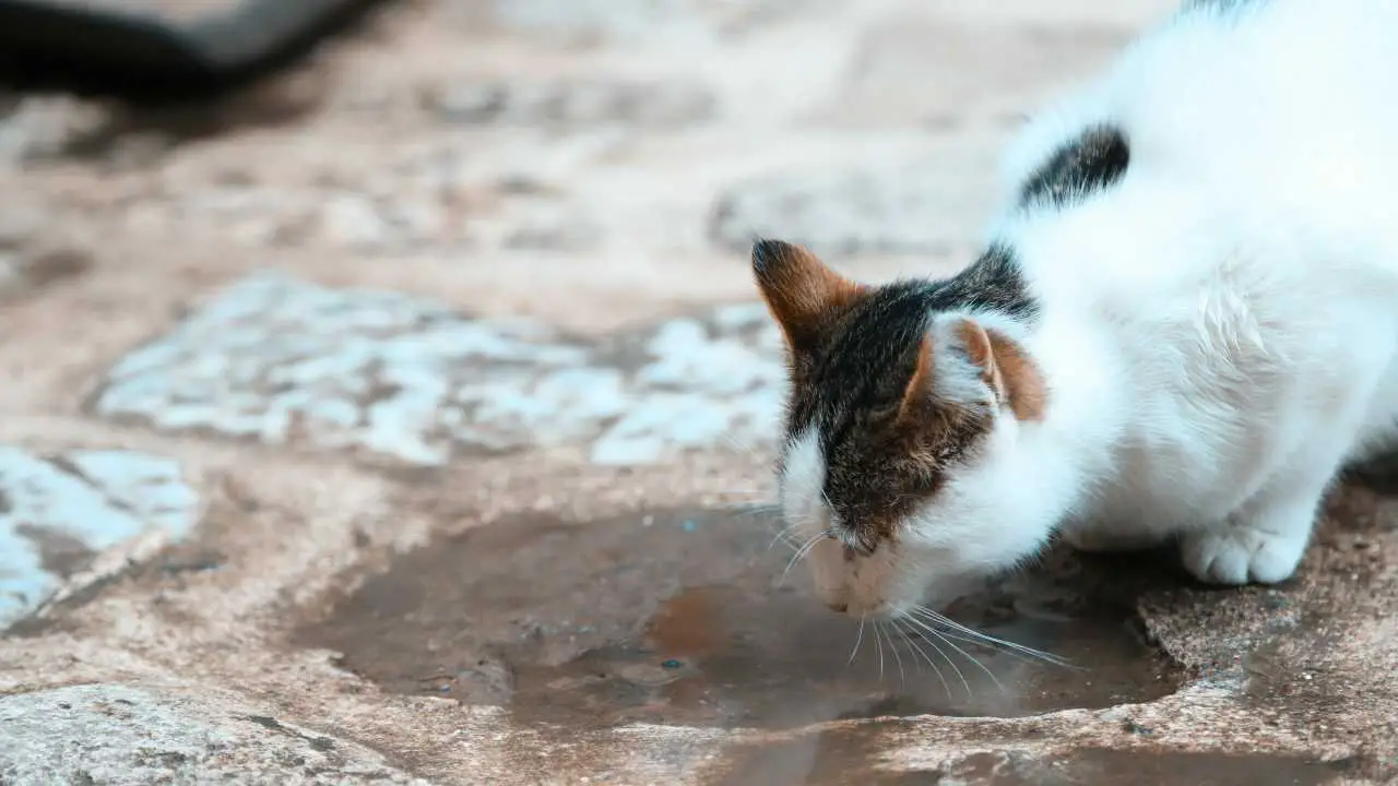 gato bebiendo de un charco Cómo evitar que tu gato beba agua del baño