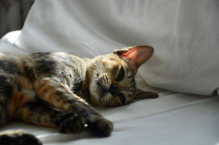 Cómo hacer que tu gato vomite Cómo hacer que tu gato vomite