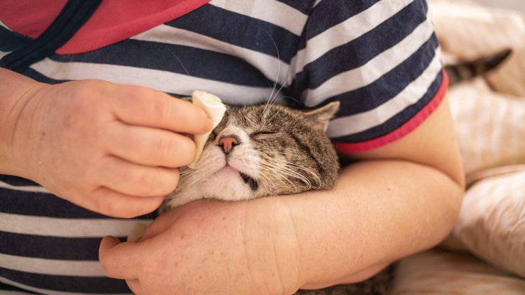 Consejos para la limpieza del gato anciano Cómo lavar a un gato mayor