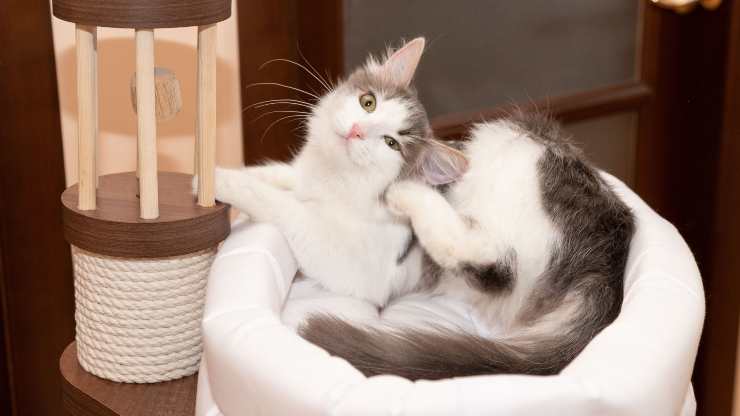 Cómo los gatos en la casa pueden contraer pulgas