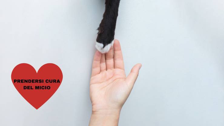Cómo demostrar afecto a un gato Cómo demostrar afecto a un gato
