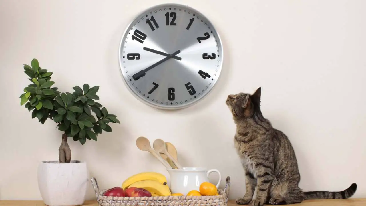 Gato mirando las manecillas de un reloj Cómo percibe el gato el paso del tiempo