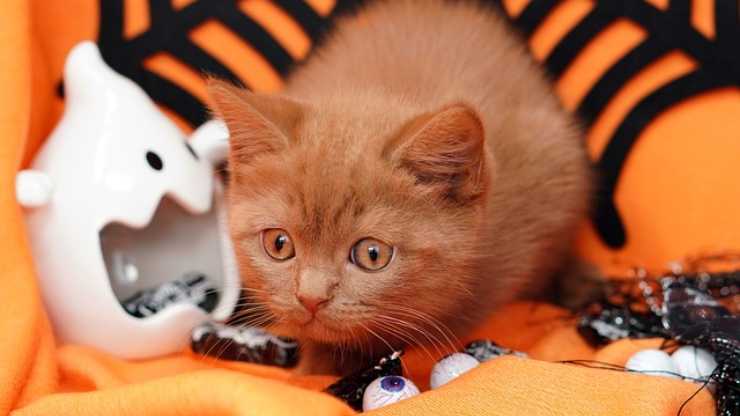 como proteger al gato en halloween