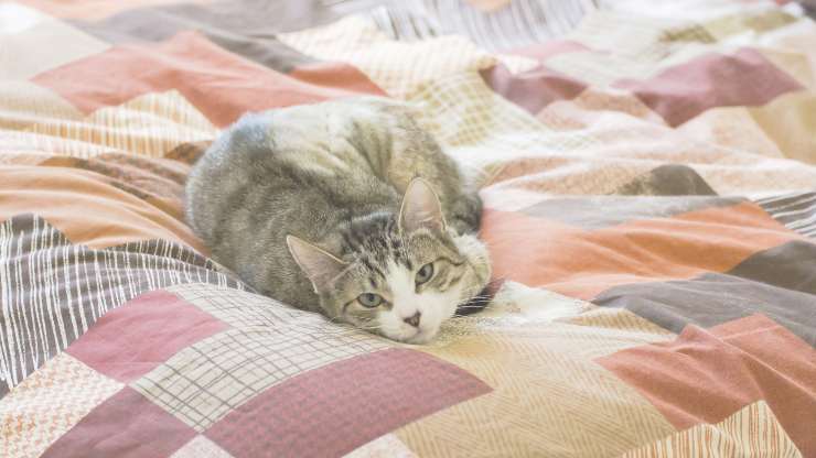 Cómo quitar el edredón de pelo de gato