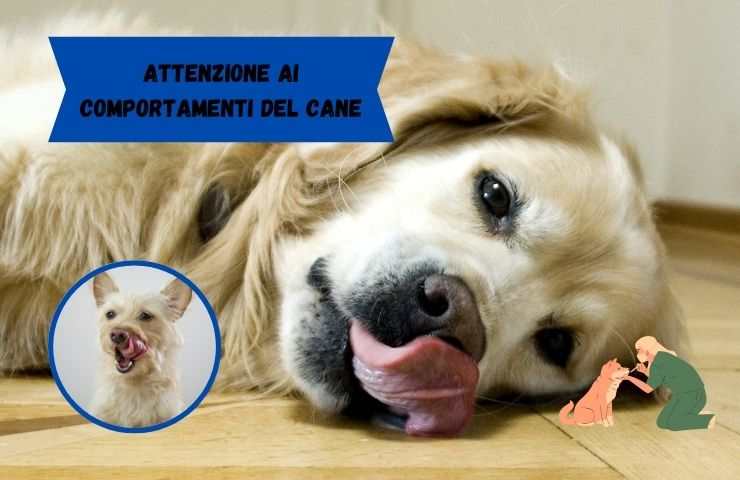 Perro se lame los labios