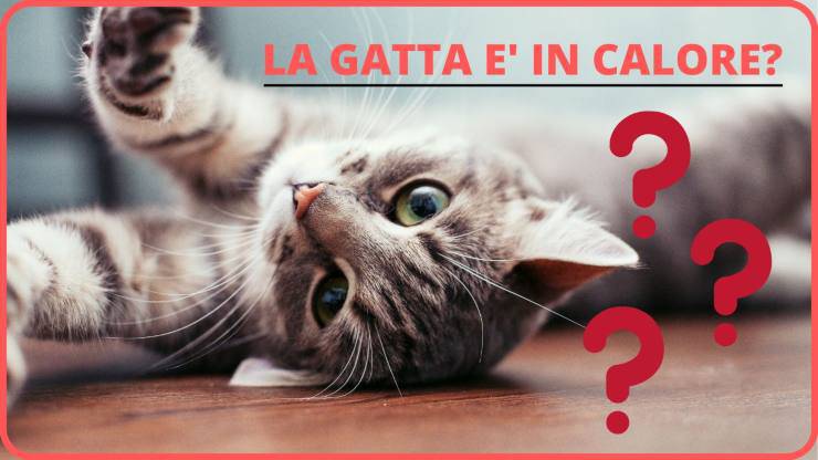 Las señales para entender que la gata está en celo Cómo saber si la gata está en celo