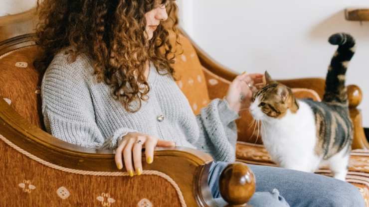 como se disculpan los gatos