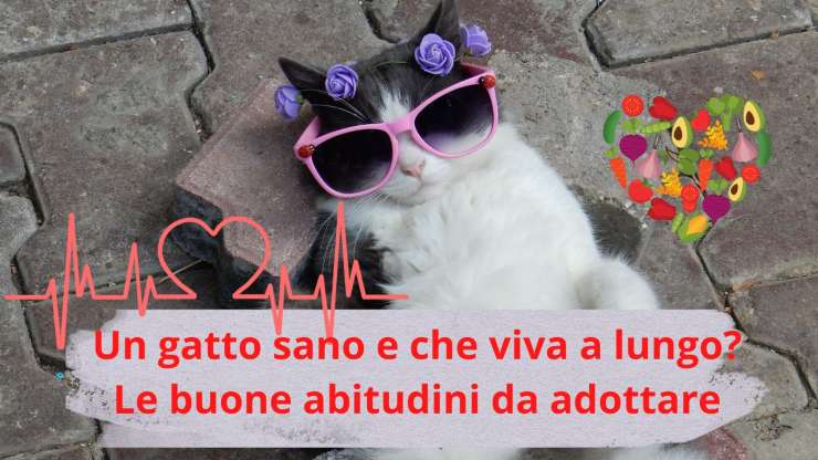 Qué hacer para que tu gato viva mucho tiempo