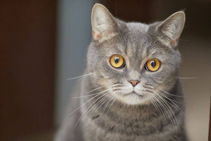 como ven los gatos como ven los gatos