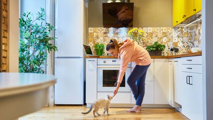 Cómo hacer croquetas en casa Croquetas caseras para gatos