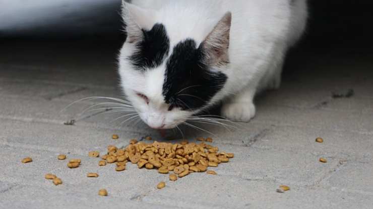 Croquetas de huevo y atún para gatos