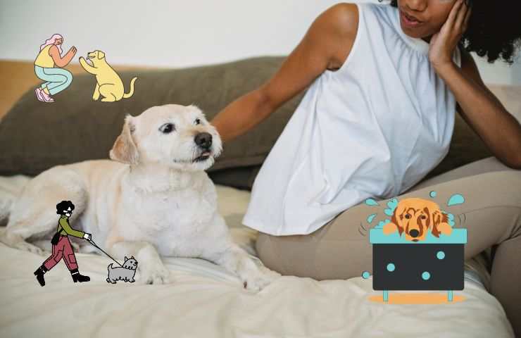 Qué no hacer con demasiada frecuencia al perro