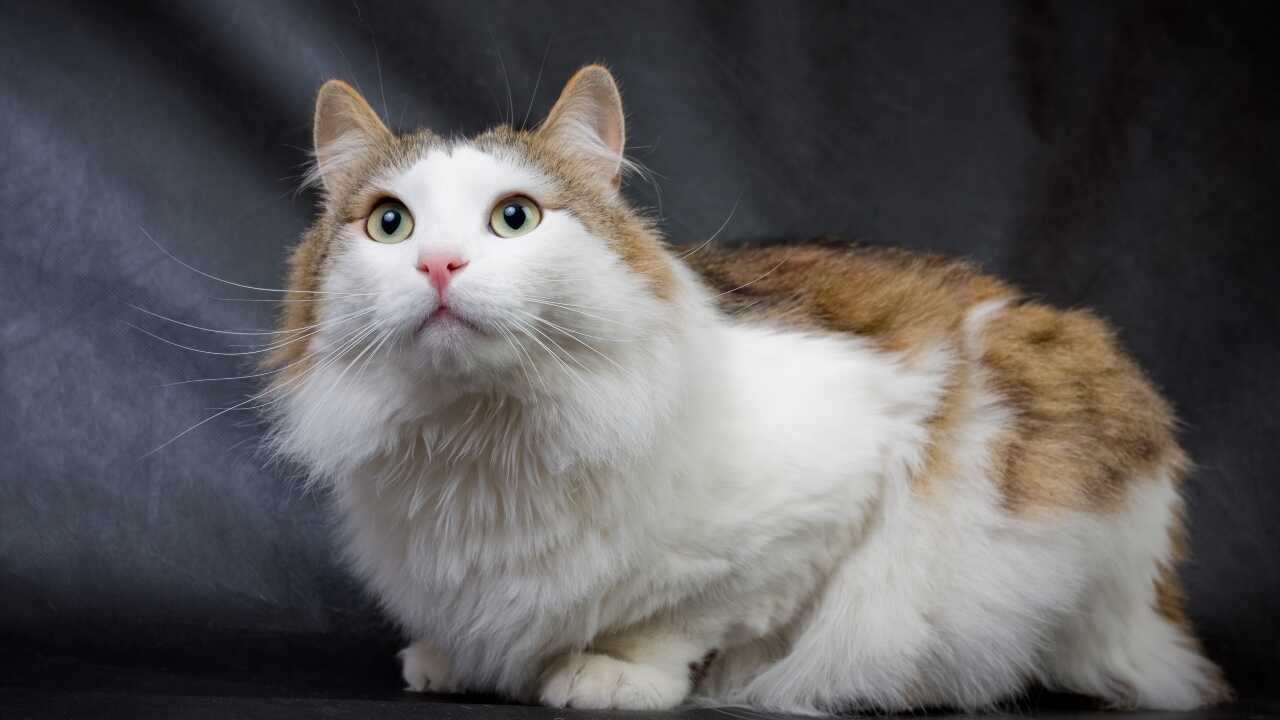 granuja Cura Ragamuffin