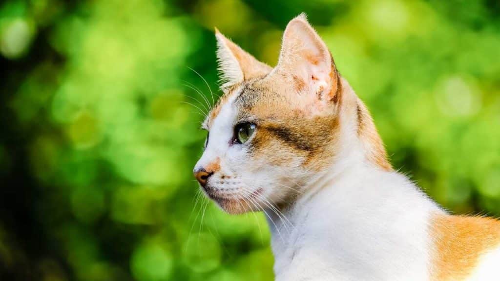 Cuidado de Ceilán cepillado, baño, consejos de belleza. Vida con