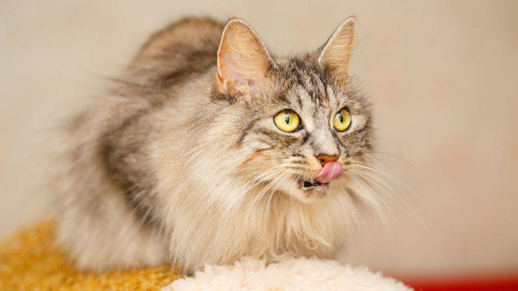 comida coreana bobtail