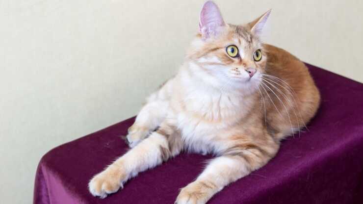 Curiosidades Bobtail de Carelia
