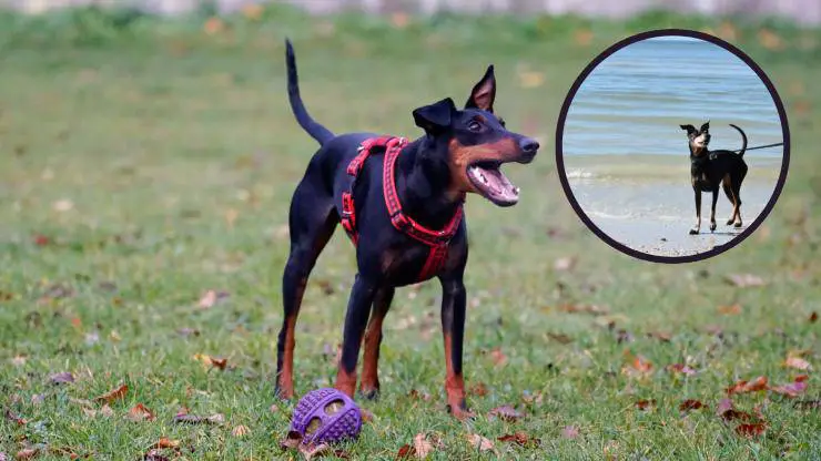 terrier de manchester
