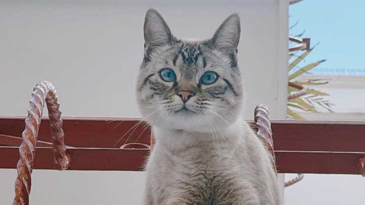 Differenza ojos azules birmano
