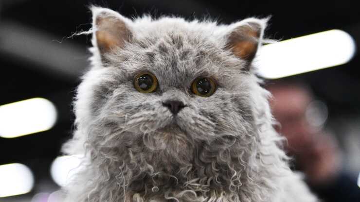 malattie-comuni-selkirk-rex_optimizado